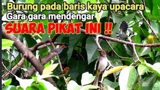 Download lagu Suara Pikat Burung Kecil  Bikin Burung Liar pada kepo!! mp3