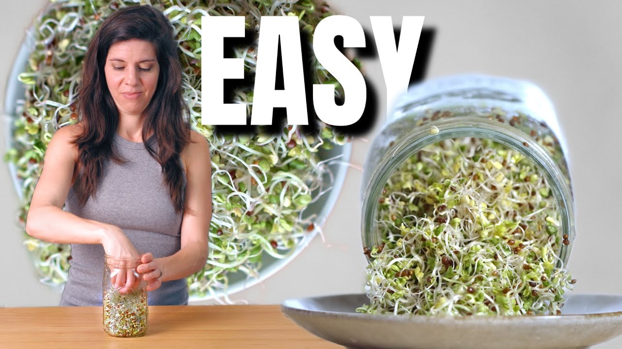 How To Grow Broccoli Sprouts In 5 Days