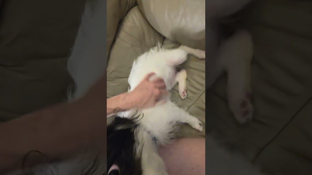 Enlarge Elsie, a Adoptable mixed breed in Chicago, IL video 5/5
