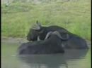 Cape Buffalo & Hippo