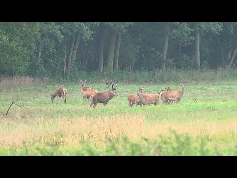 Red deer rut in Pomerania Part 2 and pheasant conservation in the dream area
