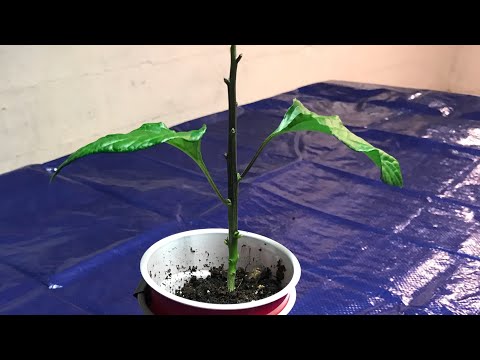 2018 Hot Pepper Grow Season, Episode 02 (Grow update, Topping, Hydroponic nutrients)