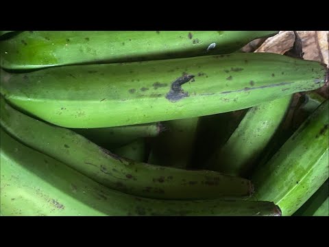Matoke or banana peeling before cooking