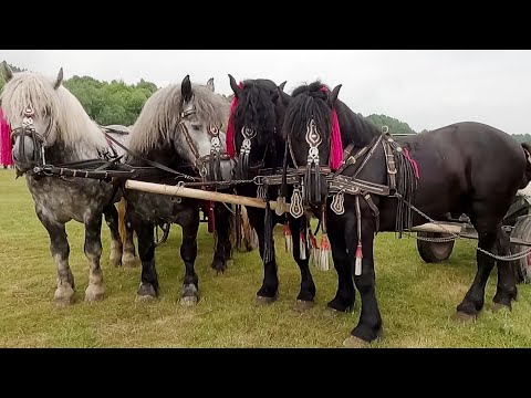 Armăsari Linia Fitero Vasile și Florin Cenușă de la Gura Putnei-Bucovina 2022