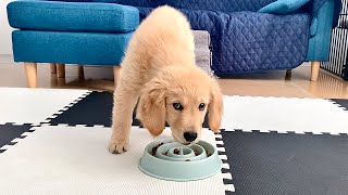 - これジョンに使えるかもしれません!