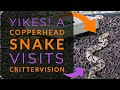 Copperhead Snake at CritterVision!