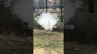 #かわいい動物 #どうぶつ好きと繋がりたい #動物園 #癒し動画 #面白い動物 #鳥 #鳥さん