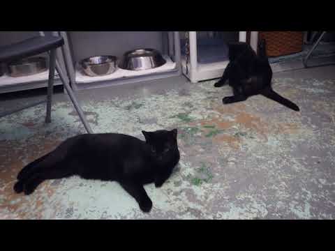 Panther and Shadow, an adopted Domestic Short Hair in Mt. Vernon, NY_image-1