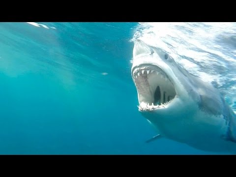 image-How strong is the bite of a shark?