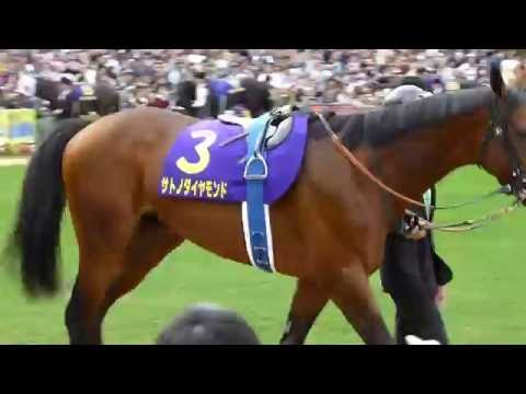 レッドエルディスト in 京都競馬場　at 2016.10.23. 菊花賞（ＧⅠ）＃２