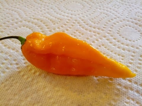 download lagu mp3 mp4 Fatalii Chili, download lagu Fatalii Chili gratis, unduh video klip Fatalii Chili