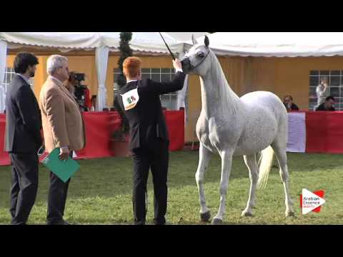 N.51 MIZAR DI LORIS - Arezzo 2015 - 10 year old and older mares (Class 6)