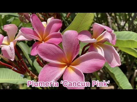 🔴Plumeria 'Cancun Pink' ~ Frangipani **Por favor, visite o canal para assistir todos os 45 tipos de Plumeria