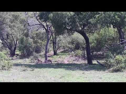 Djuma: Kudus, Vervet Monkeys, Nyalas and Impalas - 09:36 - 11/23/21