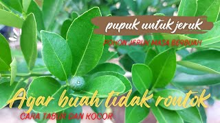 Download lagu Pupuk buat tabulampot jeruk agar buah tidak rontok mp3