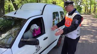 Rosi is driving to the drugstore – English