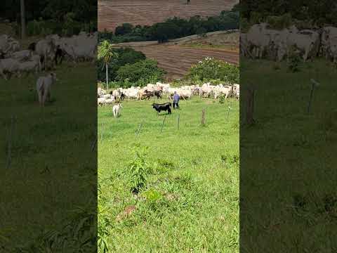 Domingo dia reunir o gado na fazenda.nova cantu parana.