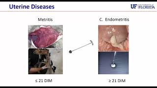 Uterine Health and Potential Connection with Genetic Variation