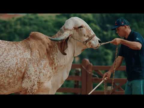 INSTITUTIONAL - LAPA VERMELHA FARM | TRADITION IN OVERCOMING CHALLENGES