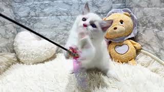 ラグドールの動画01