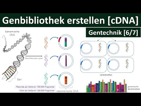 Genbibliothek erstellen - (Gensuche, Identifizierung von Genen) – cDNA - [Gentechnik, 6/7]