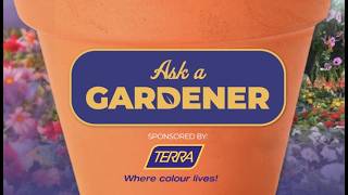 Ask a Gardener: Can you grow perennials in containers?
