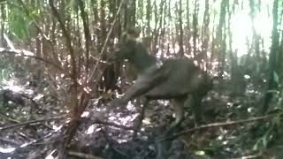 Download lagu payau@rusa kena jerat mp3 Download lagu payau@rusa kena jerat mp3