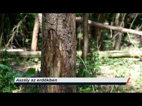 Híradó – 2026.07.15. – Szerda
