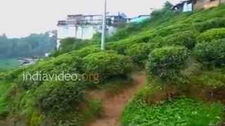 Kanchan View Tea Garden, Darjeeling 