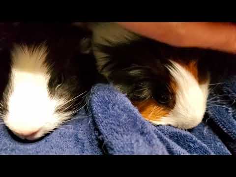 We lost a fur child 😪