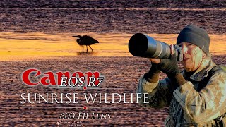 Sunrise wildlife with the Canon R7 & 600 F11 lens - a 960mm EQV - and a vintage  Fat 67 for the sun