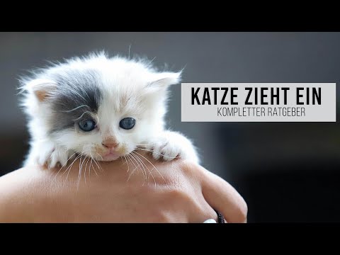 Baby cat moves in / what EVERY cat needs - initial equipment & XXL guide