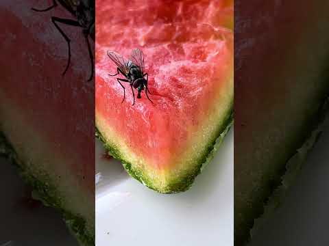 Fun facts about flies that you don't know
