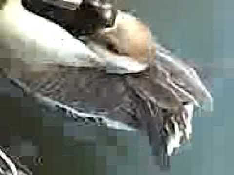 The Swoose, a bird that lives near bristol docks