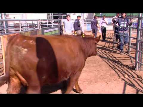 Amadeo Derito, Cabaña “La ñata” “Gran campeón Hembra puro controlado”