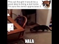 Cat Catches A Bat
