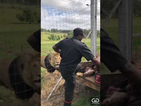 Feeding day at the GG Lion Sanctuary