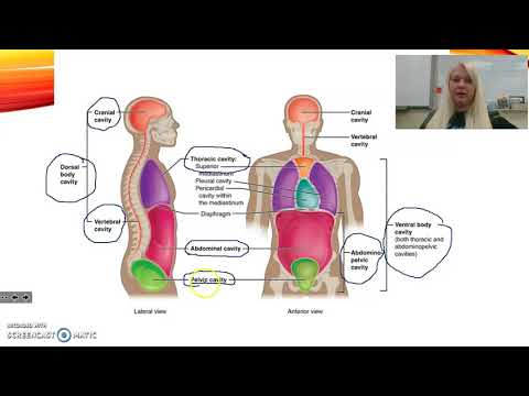 5 Minute Lesson: Body Cavity (Sound)