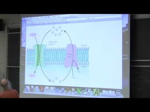 #13 Biochemistry Lecture (Lipids and Membranes) from Kevin Ahern's BB 350