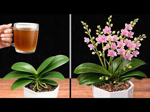 مثالي لأزهار الفالاينوبسيس وأنواع الأوركيد الشائعة الأخرى.