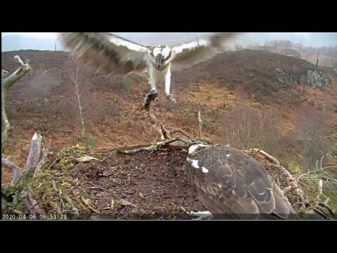Sealed with a fish: the reunion of Aila & Louis the Loch Arkaig Ospreys 6 Apr 2020