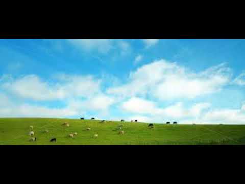 [호흡음악] 7번 - 바하  사냥 칸타타 중  '양들은 한가로이 풀을 뜯고'