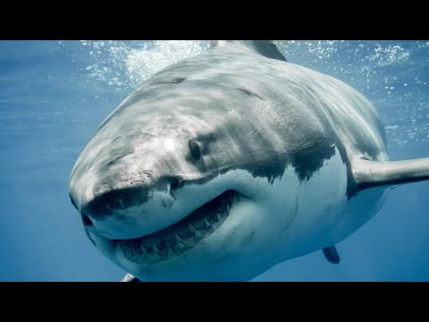 Why You Won't See A Great White Shark At An Aquarium