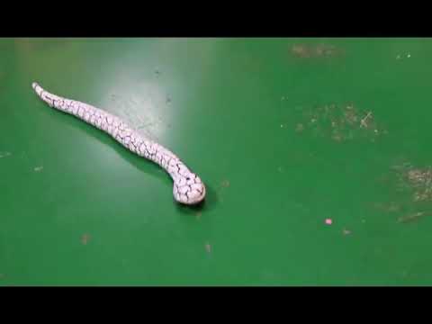 Animal Toys: Remote Control King Cobra Snake