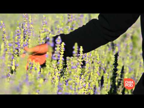 download lagu mp3 mp4 Chia Seeds Grown In Australia, download lagu Chia Seeds Grown In Australia gratis, unduh video klip Chia Seeds Grown In Australia