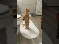 Funny Cats 2024 Kitten Meowing Episode 3616