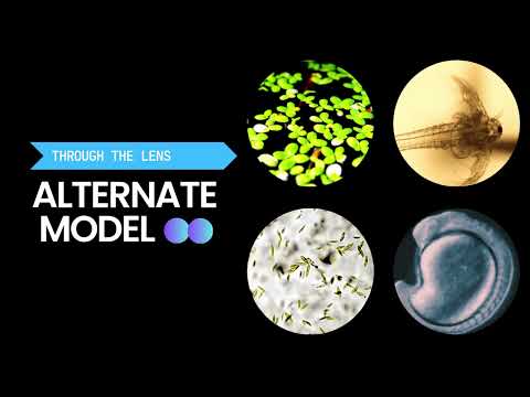 Simbioen Centre for Preclinical Drug Discovery & SRM Medical College Workshop Video