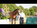 Goffs London Sale Review 2024