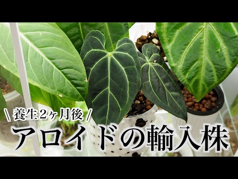 園芸 ピトケアニア・マイディフォリア