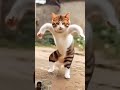 Parrot Wish Cat Viral Trading Short Funny Comedy Tange Tange Dance